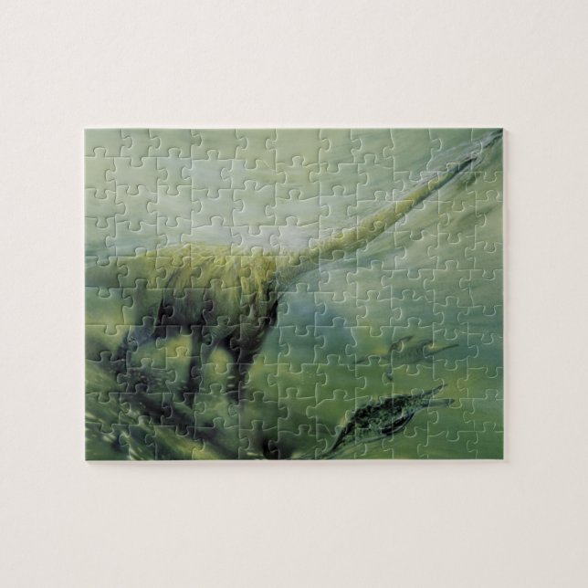 Puzzle Dinosaurios antiguos, Brachiosaurus nadando en el  (Horizontal)