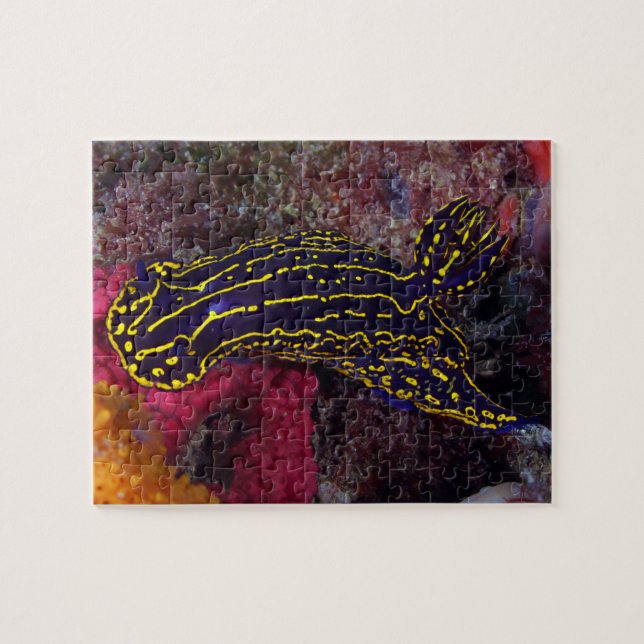 Puzzle Diosa del Mar Regal Nudibranch Felimare picta (Horizontal)