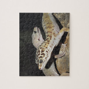 Puzzle ¡Diseño del gecko del leopardo para todos!