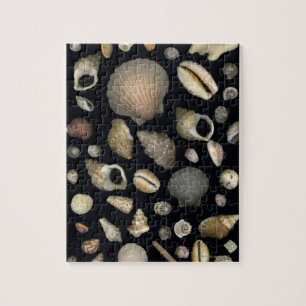 Puzzle Diversas cáscaras del mar