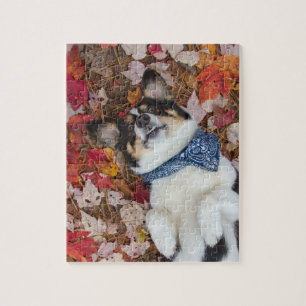 Puzzle Divertido, lindo, mirada del Corgi
