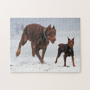 Puzzle ¡Doberman y Pin del minuto - MIRADA! ¡Un mini yo!