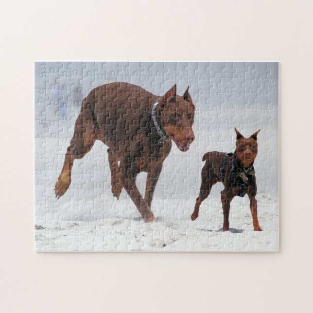 Puzzle ¡Doberman y Pin del minuto - MIRADA! ¡Un mini yo! (Horizontal)