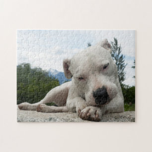 Puzzle Dogo argentino