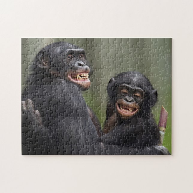 Puzzle Dos Bonobos sonrientes (Horizontal)