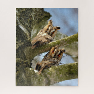 Puzzle Dos búhos en los bosques, aves, vida silvestre Jig
