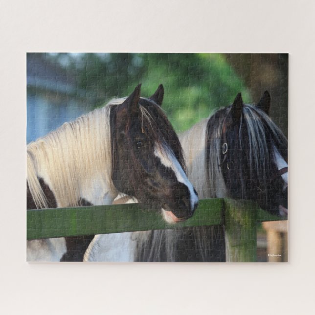 Puzzle Dos Caballos Gitanos Vanner Mirando La Valla (Horizontal)