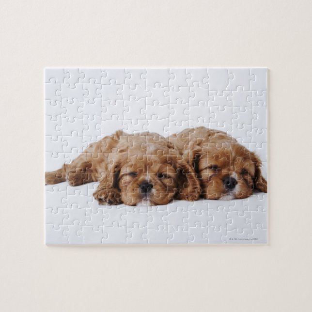 Puzzle Dos cachorros Cavalier King Charles Spaniel (Horizontal)