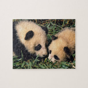 Puzzle Dos crías de panda en el arbusto de bambú, Wolong,