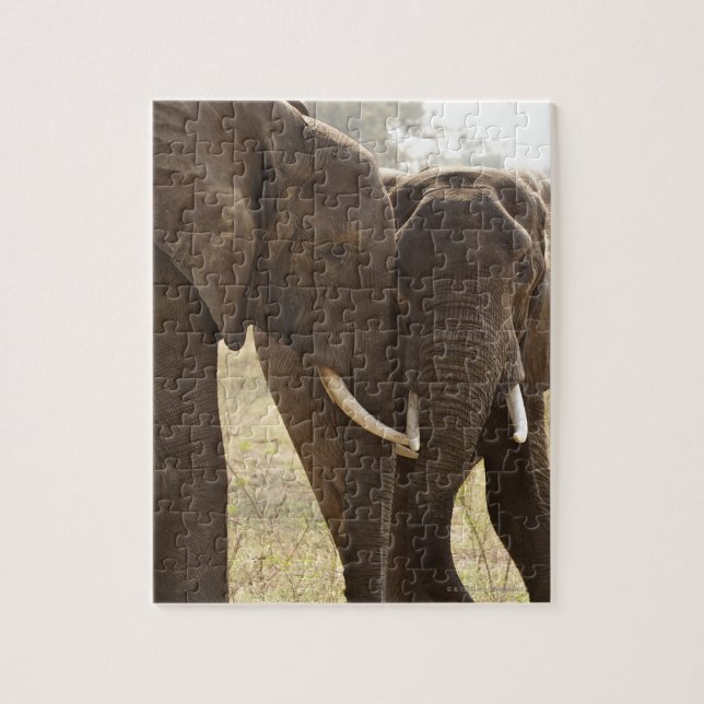Puzzle Dos elefantes africanos de Bush (Loxodonta African (Vertical)