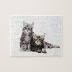 Puzzle Dos gatitos de gato de coon de Maine