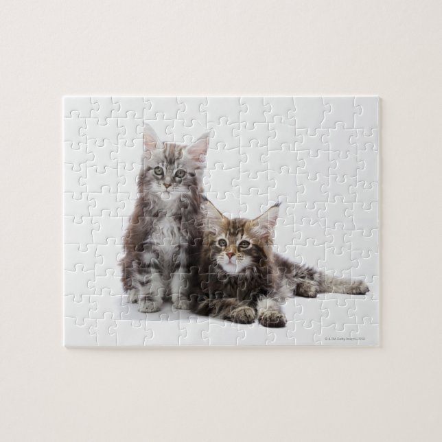 Puzzle Dos gatitos de Maine coon cat (Horizontal)