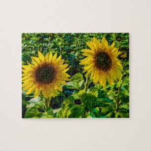 Puzzle Dos girasoles