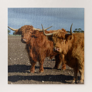 Puzzle Dos grandes fotografías de vacas de la Highland Br