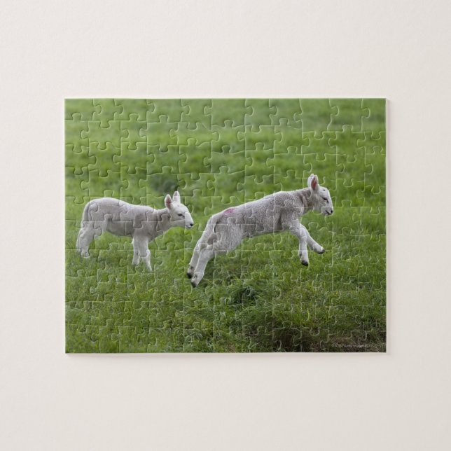 Puzzle Dos Lambs (Horizontal)