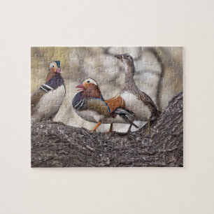 Puzzle Dos machos compitiendo por una hembra de pato mand