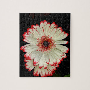 Puzzle Dos margaritas blancas del Gerbera