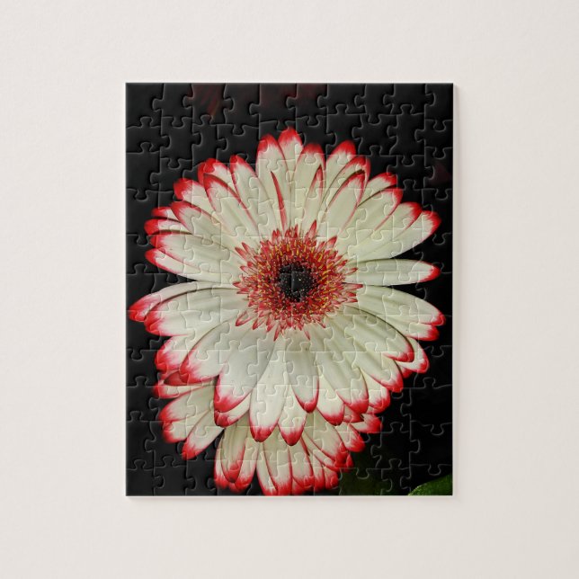 Puzzle Dos margaritas blancas del Gerbera (Vertical)