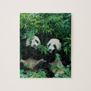 Puzzle Dos pandas comiendo bambú juntos, Wolong