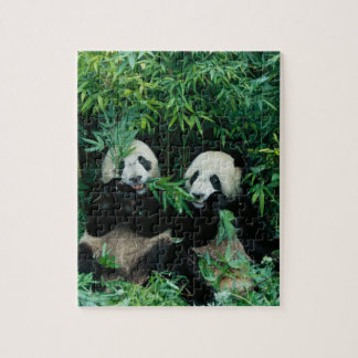 Puzzle Dos pandas comiendo bambú juntos, Wolong