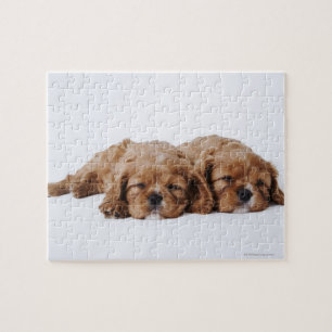 Puzzle Dos perritos arrogantes del perro de aguas de rey