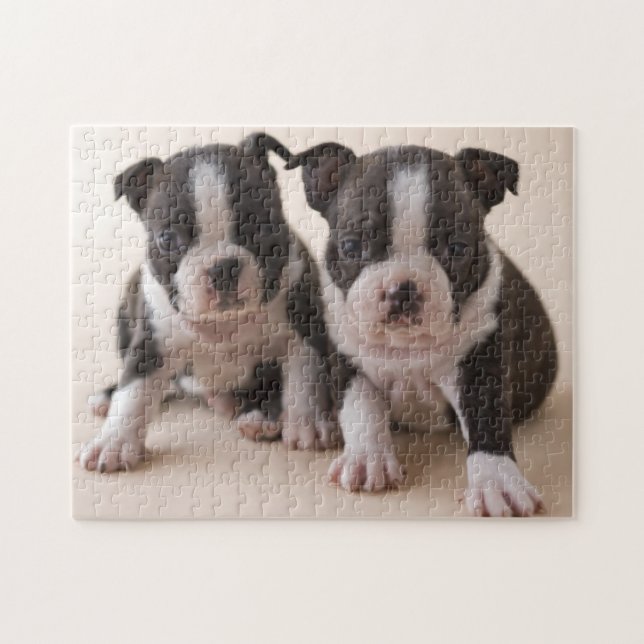 Puzzle Dos perritos de Boston Terrier (Horizontal)