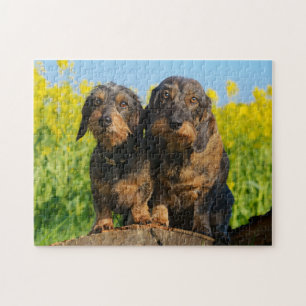 Puzzle Dos perros pequeños Dachshunds Mascotas Dackel