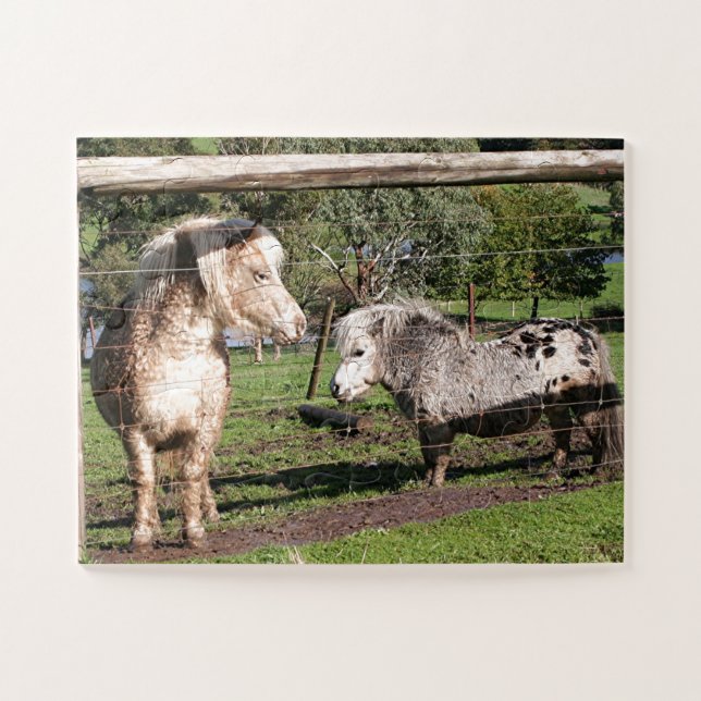 Puzzle Dos ponis en miniatura en el paddock (Horizontal)