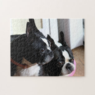Puzzle Dos terrieres de Boston