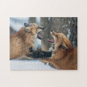 Puzzle Dos zorros rojos peleando