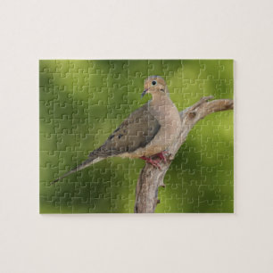 Puzzle Dove de luto, Zenaida macroura