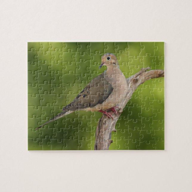 Puzzle Dove de luto, Zenaida macroura (Horizontal)