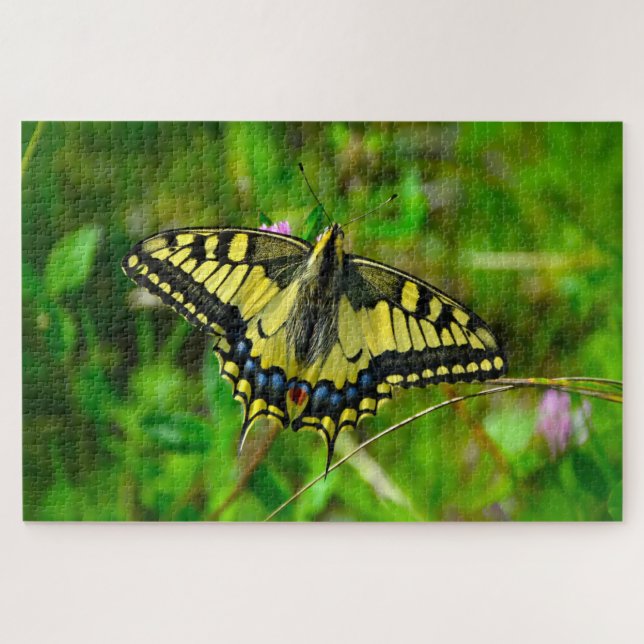 Puzzle Dovetail Papilio Machaon Butterfly. (Horizontal)