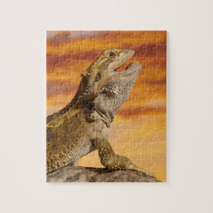 Puzzle dragón con barba (Pogona Vitticeps) sobre roca,