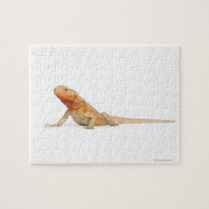 Puzzle Dragón con barba sin escalas SilkBacks - Pogona