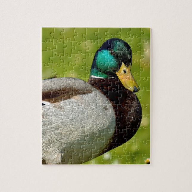 Puzzle Drake mallard sobre la hierba (Vertical)