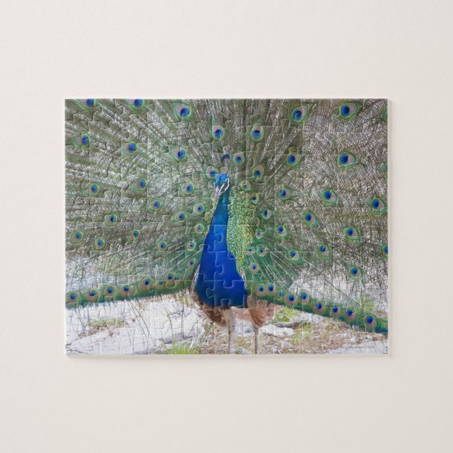 Puzzle Dubrovnik, Croacia, Isla Lokrum, colorido (Horizontal)