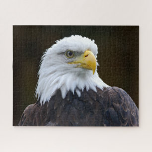 Puzzle Eagle calvo americano