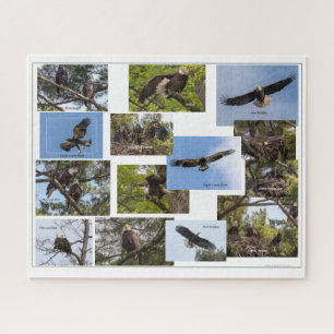 Puzzle Eagle Family Life