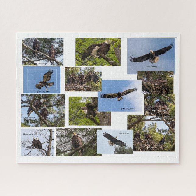 Puzzle Eagle Family Life (Horizontal)