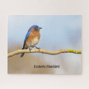 Puzzle Eastern Bluebird