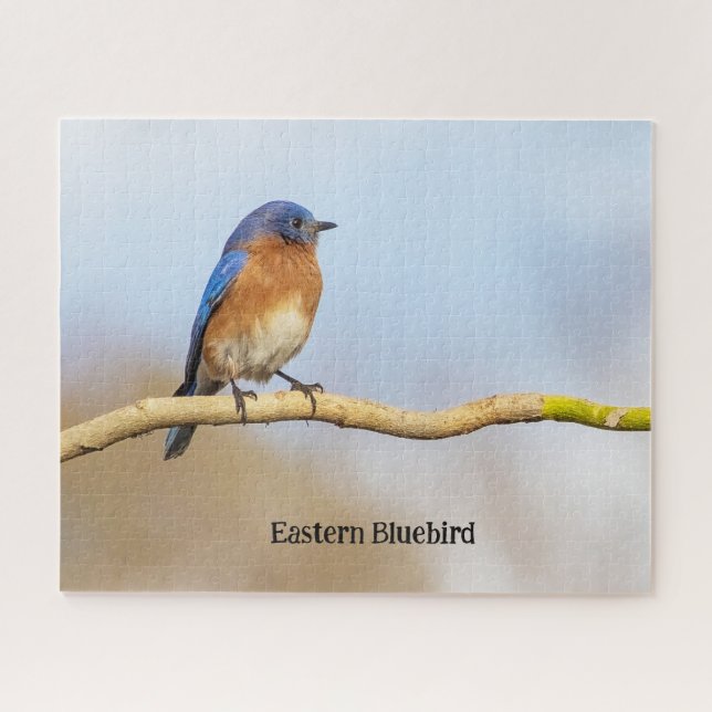 Puzzle Eastern Bluebird (Horizontal)