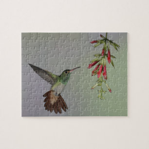 Puzzle Ecuador, Tandayapa Bird Lodge. Cola Rufa