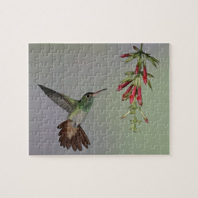 Puzzle Ecuador, Tandayapa Bird Lodge. Cola Rufa (Horizontal)