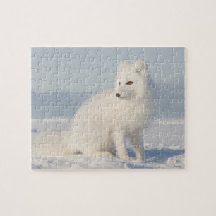 Puzzle EE. UU., Alaska, 1002 Llanura costera del Ártico 5