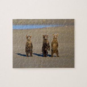 Puzzle EE. UU. Alaska. Cachorros de oso pardo costero