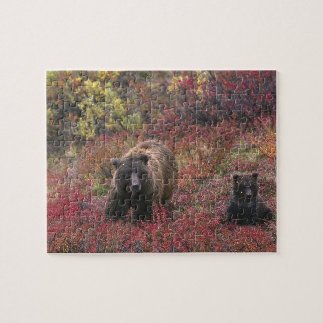Puzzle EE. UU., Alaska, Parque Nacional Denali. Oso pardo (Horizontal)