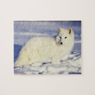 Puzzle EE. UU., Alaska. Zorro ártico con pelaje de invier