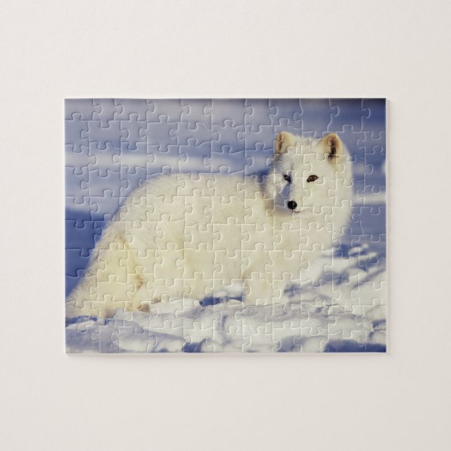 Puzzle EE. UU., Alaska. Zorro ártico con pelaje de invier (Horizontal)