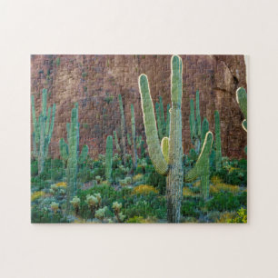 Puzzle EE. UU., Arizona. Campo de cactus saguaro junto a
